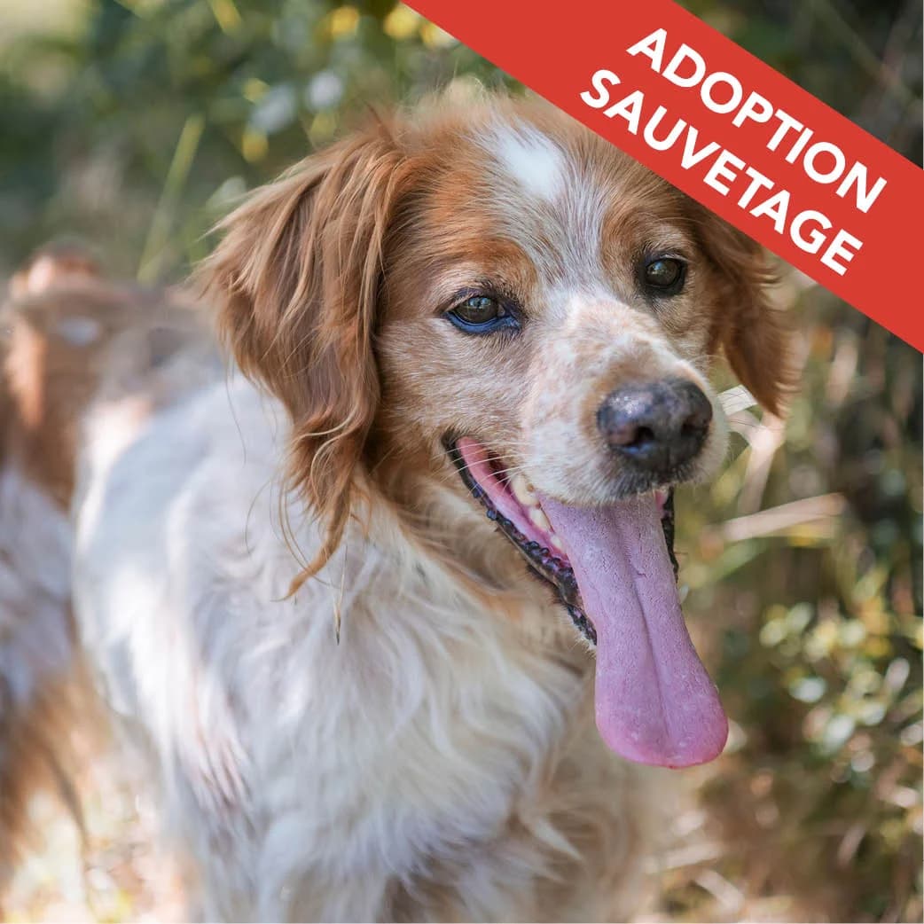 LEGO, male senior Brittany Spaniel for adoption at SPA de Lyon et du Sud-Est