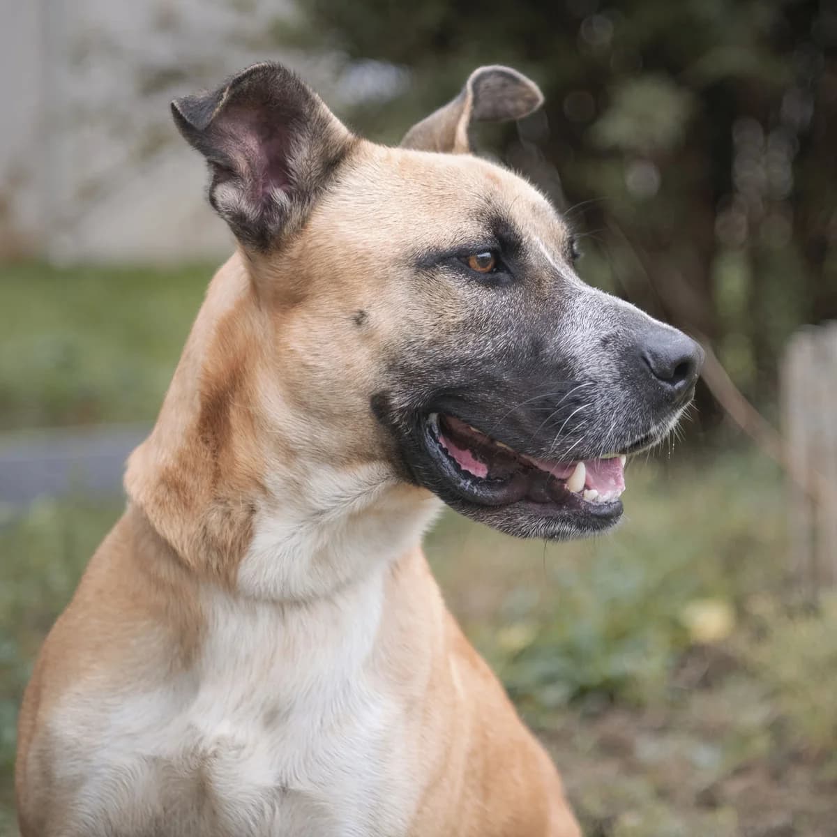 TUPAC, male 4yo mixed breed for adoption at SPA de Lyon et du Sud-Est