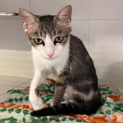 MUSETTE, female 4yo mixed breed for adoption at SPA de Lyon et du Sud-Est