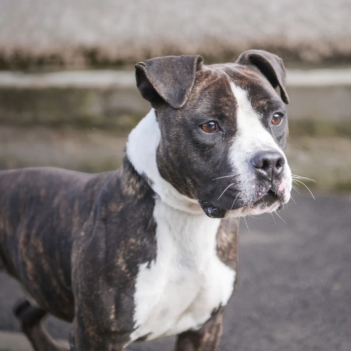PUMBA, male 6yo Mixed Breed for adoption at SPA de Lyon et du Sud-Est