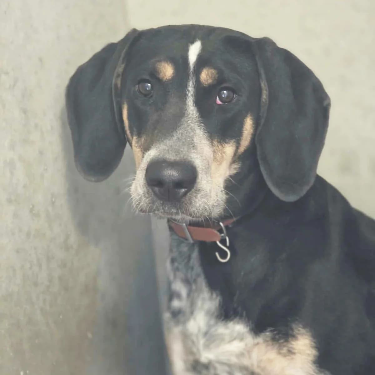 ZIVA, female young mixed breed for adoption at SPA de Lyon et du Sud-Est