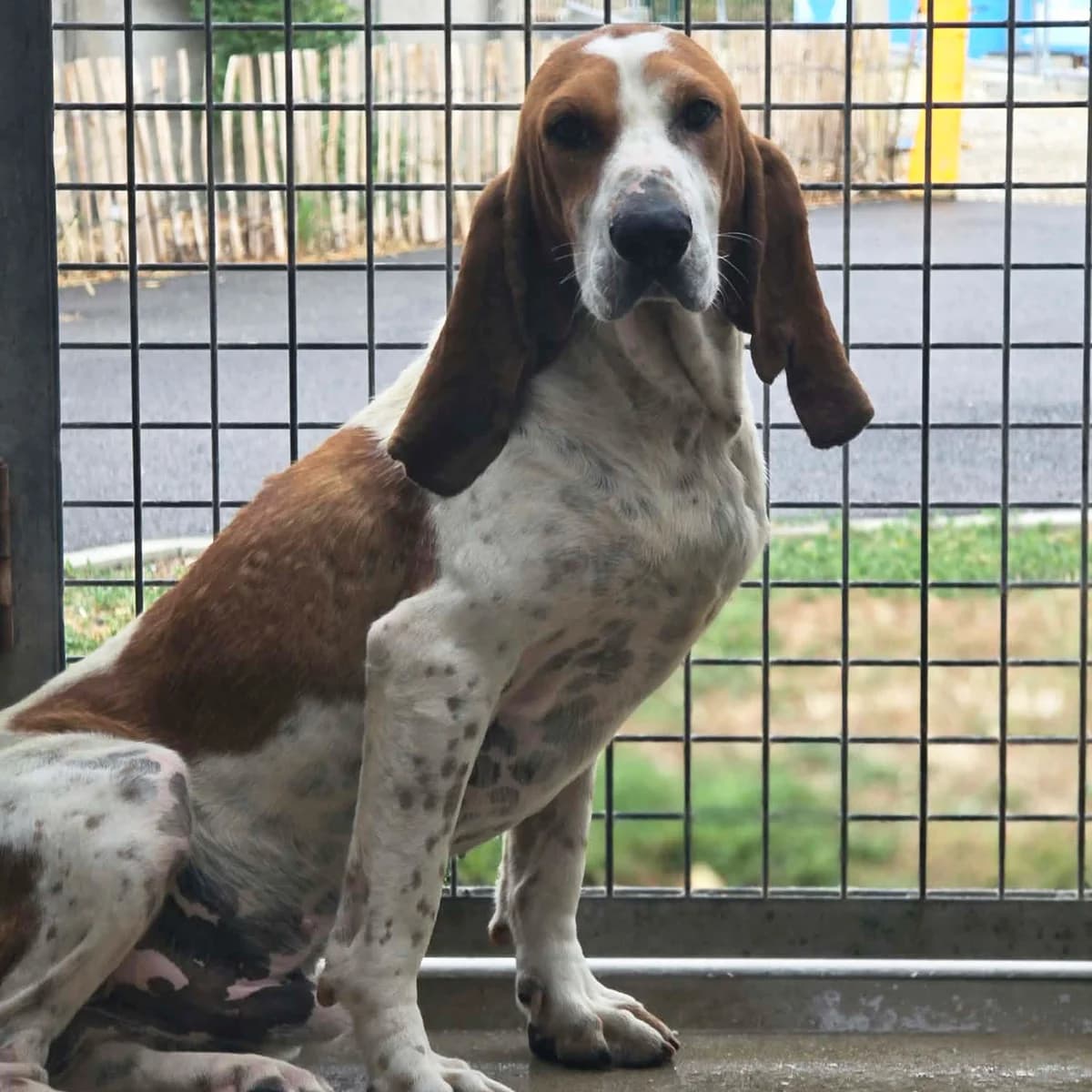 MARC, male 5yo mixed breed for adoption at SPA de Lyon et du Sud-Est