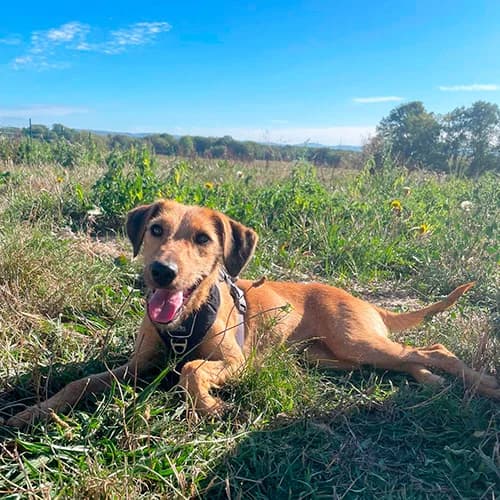 NALA, female young mixed breed for adoption at SPA de Lyon et du Sud-Est