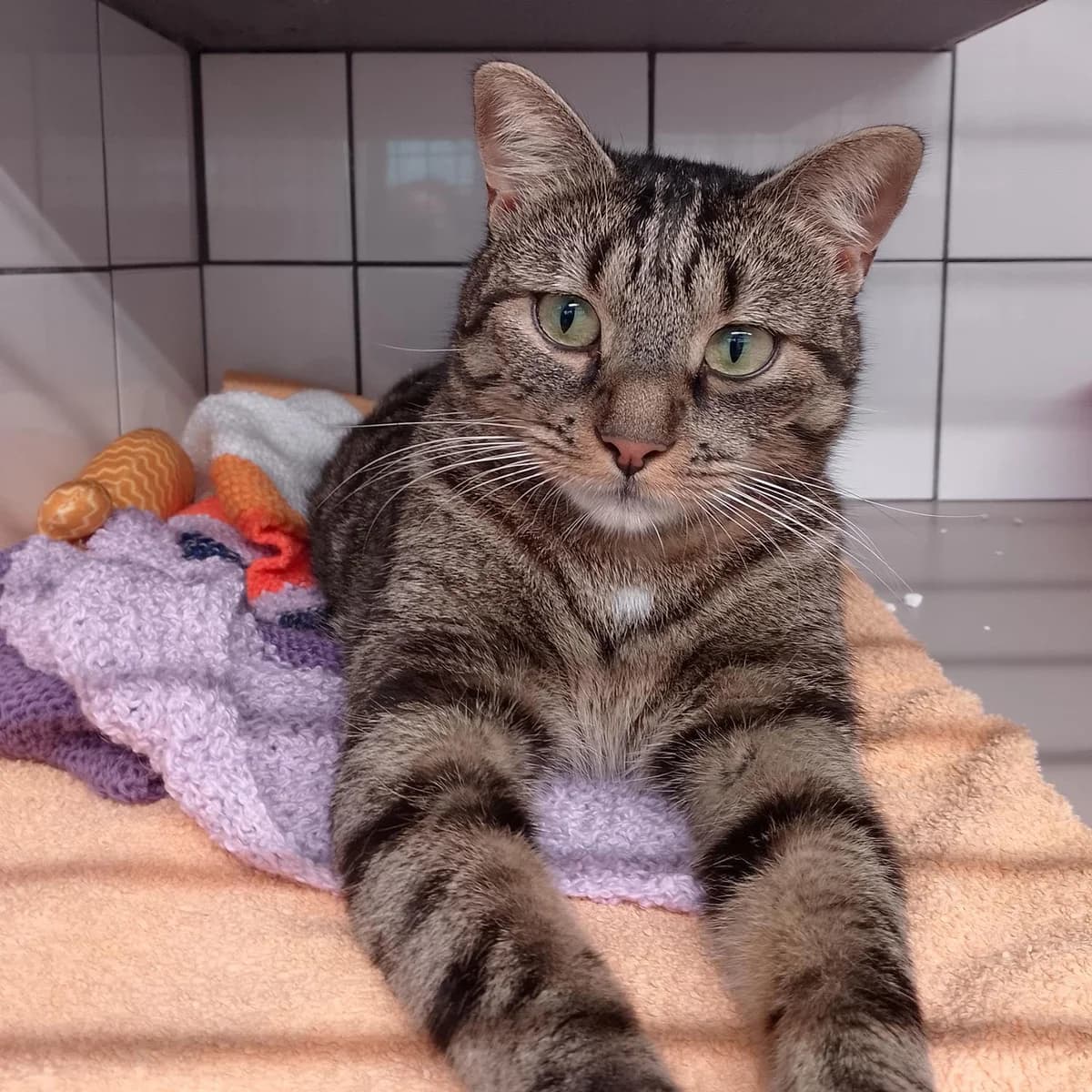 DENVER, male 3yo mixed breed for adoption at SPA de Lyon et du Sud-Est