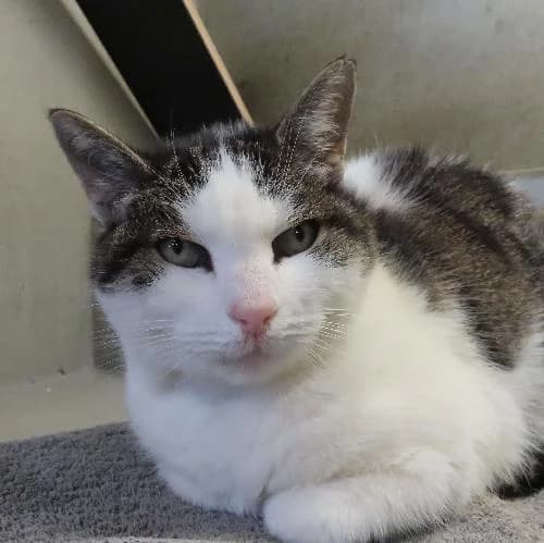 MINETTE, female senior mixed breed for adoption at SPA de Lyon et du Sud-Est