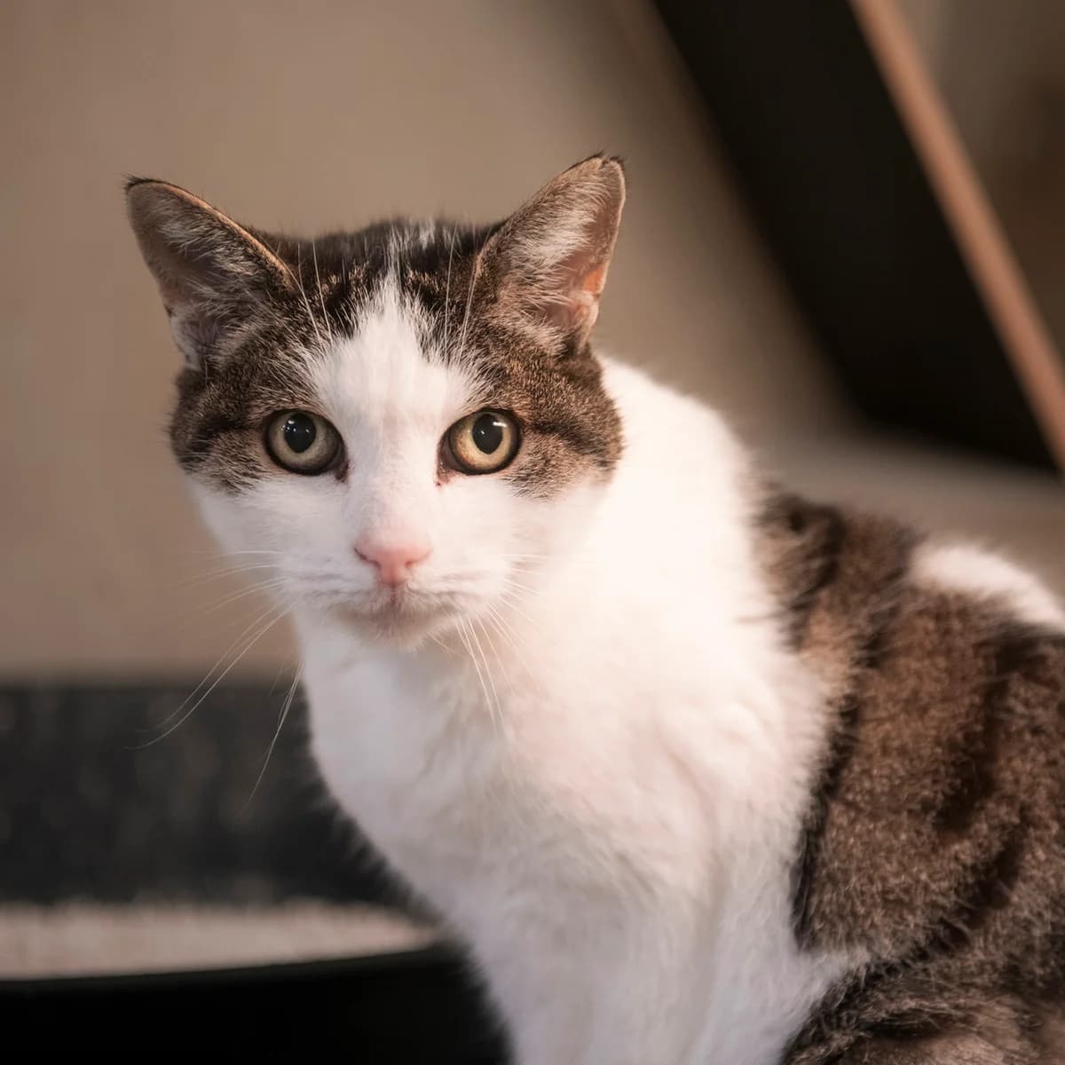 MINETTE, female senior mixed breed for adoption at SPA de Lyon et du Sud-Est