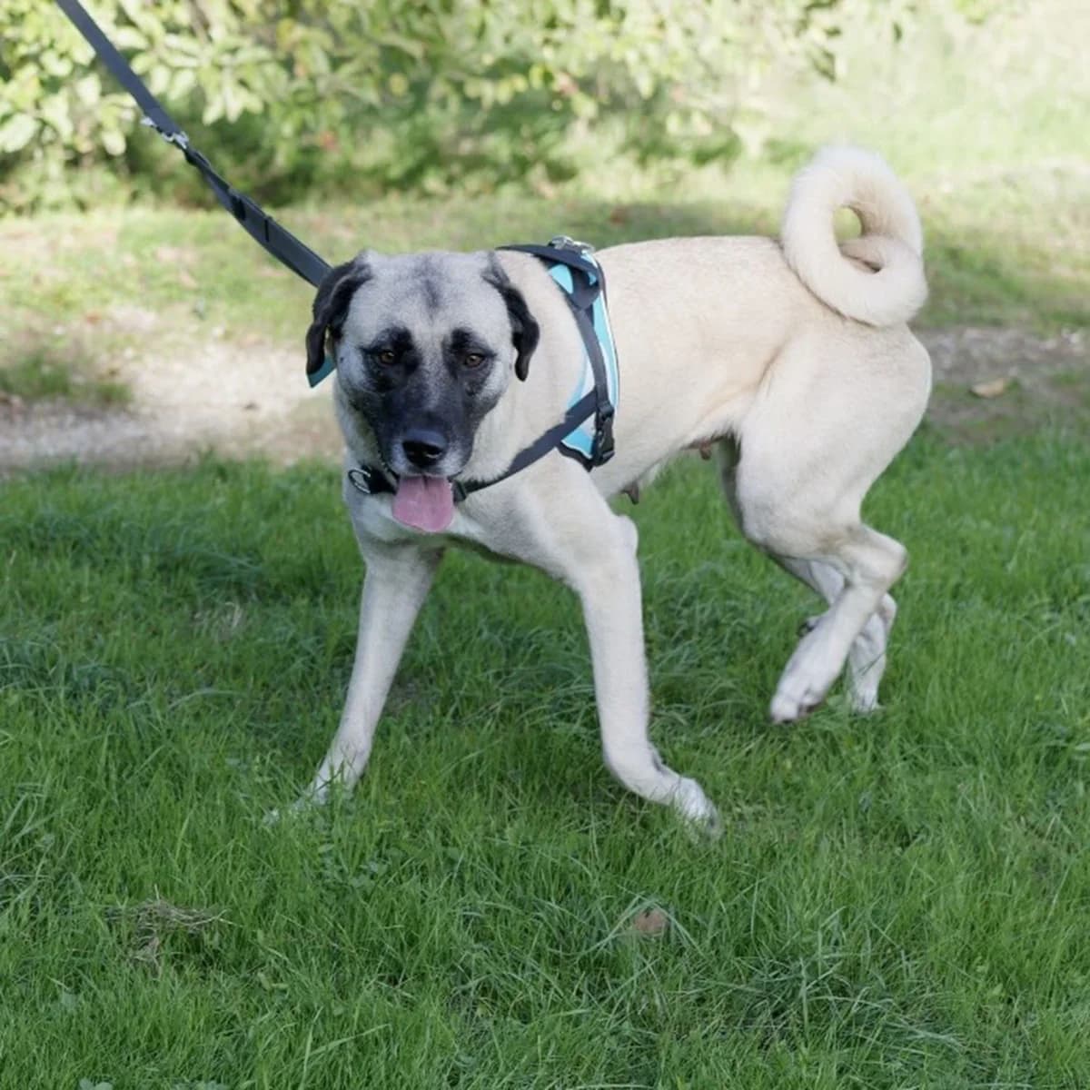 LEIA, female 4yo mixed breed for adoption at SPA de Lyon et du Sud-Est