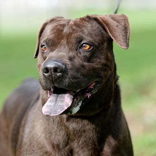 BLACKIE, male senior Mixed Breed for adoption at SPA de Lyon et du Sud-Est