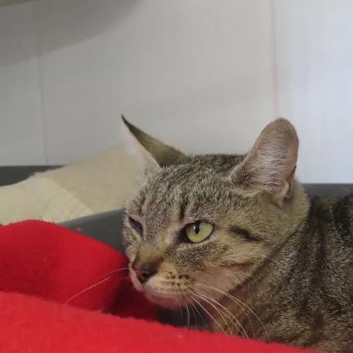 ANGELINE, female young mixed breed for adoption at SPA de Lyon et du Sud-Est