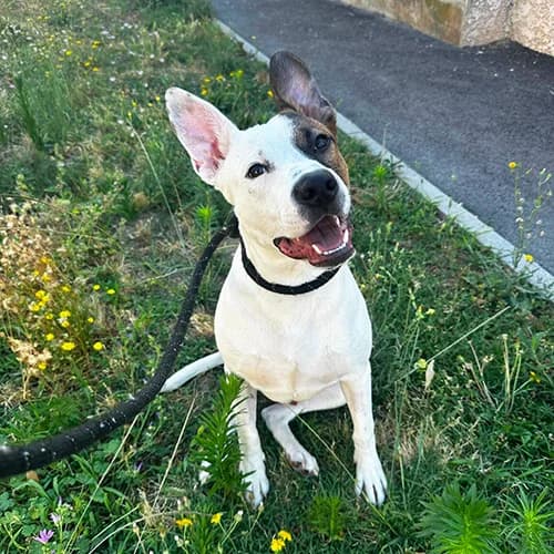 PLEYMO, male puppy mixed breed for adoption at SPA de Lyon et du Sud-Est
