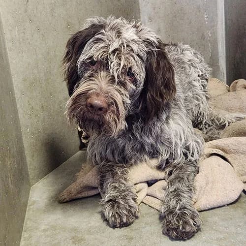 GASTON, male young mixed breed for adoption at SPA de Lyon et du Sud-Est