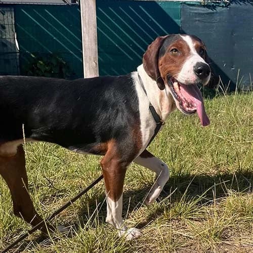 AKI, male young mixed breed for adoption at SPA de Lyon et du Sud-Est