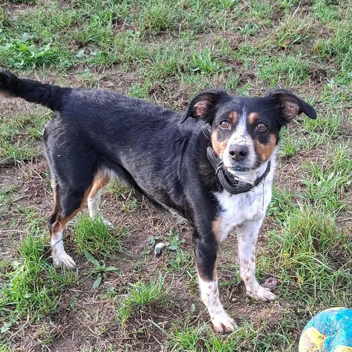 MYSTIC, female 7yo mixed breed for adoption at SPA de Lyon et du Sud-Est