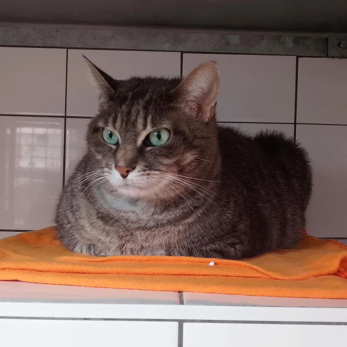 GRISOU, male senior mixed breed for adoption at SPA de Lyon et du Sud-Est