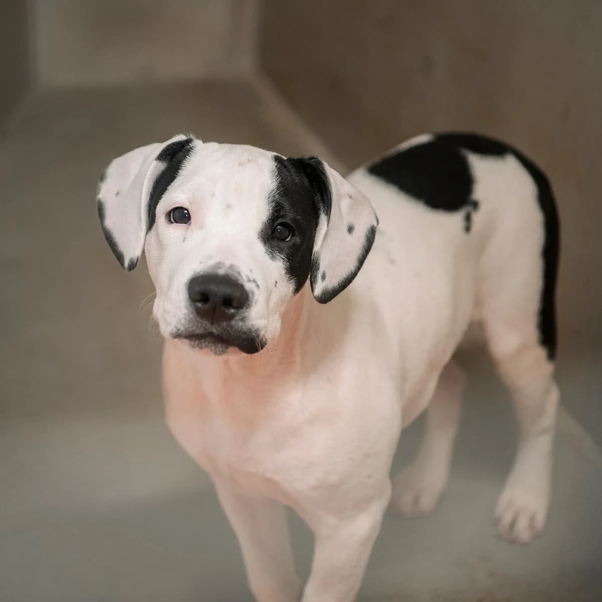 SALEM, male puppy Mixed Breed for adoption at SPA de Lyon et du Sud-Est