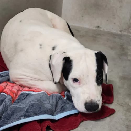 SALEM, male puppy Mixed Breed for adoption at SPA de Lyon et du Sud-Est