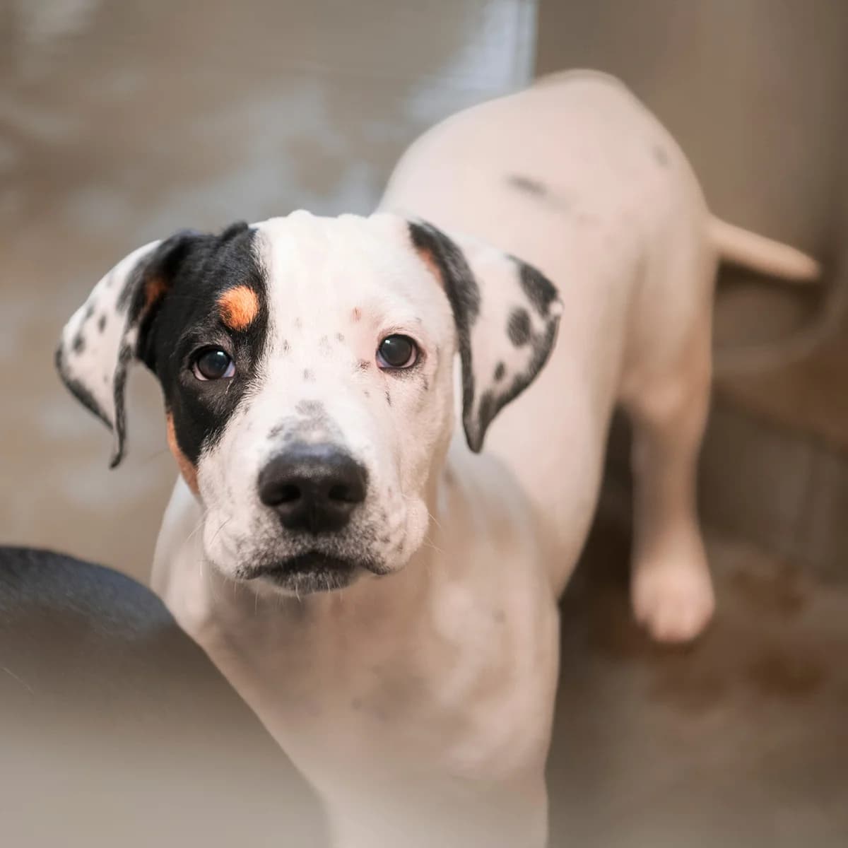CHUCKY, male puppy Mixed Breed for adoption at SPA de Lyon et du Sud-Est