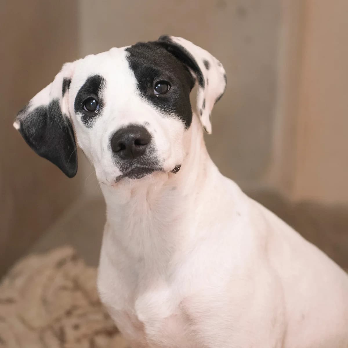 HERMIONE, female puppy Mixed Breed for adoption at SPA de Lyon et du Sud-Est