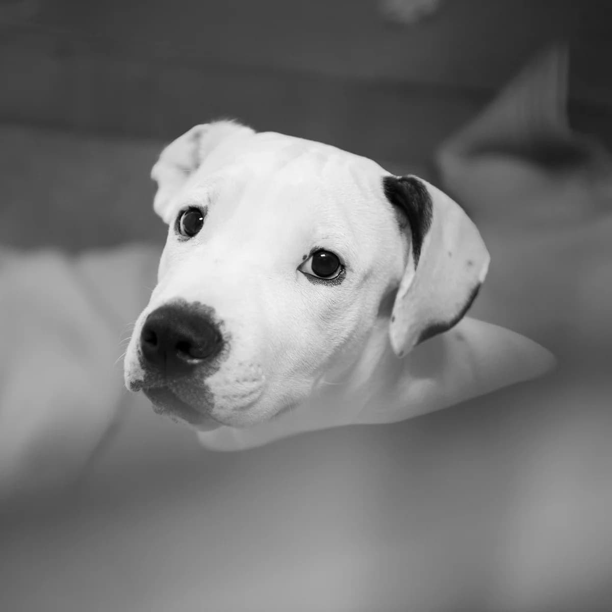 FRANKENSTEIN, male puppy Mixed Breed for adoption at SPA de Lyon et du Sud-Est