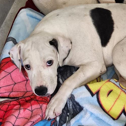 FRANKENSTEIN, male puppy Mixed Breed for adoption at SPA de Lyon et du Sud-Est