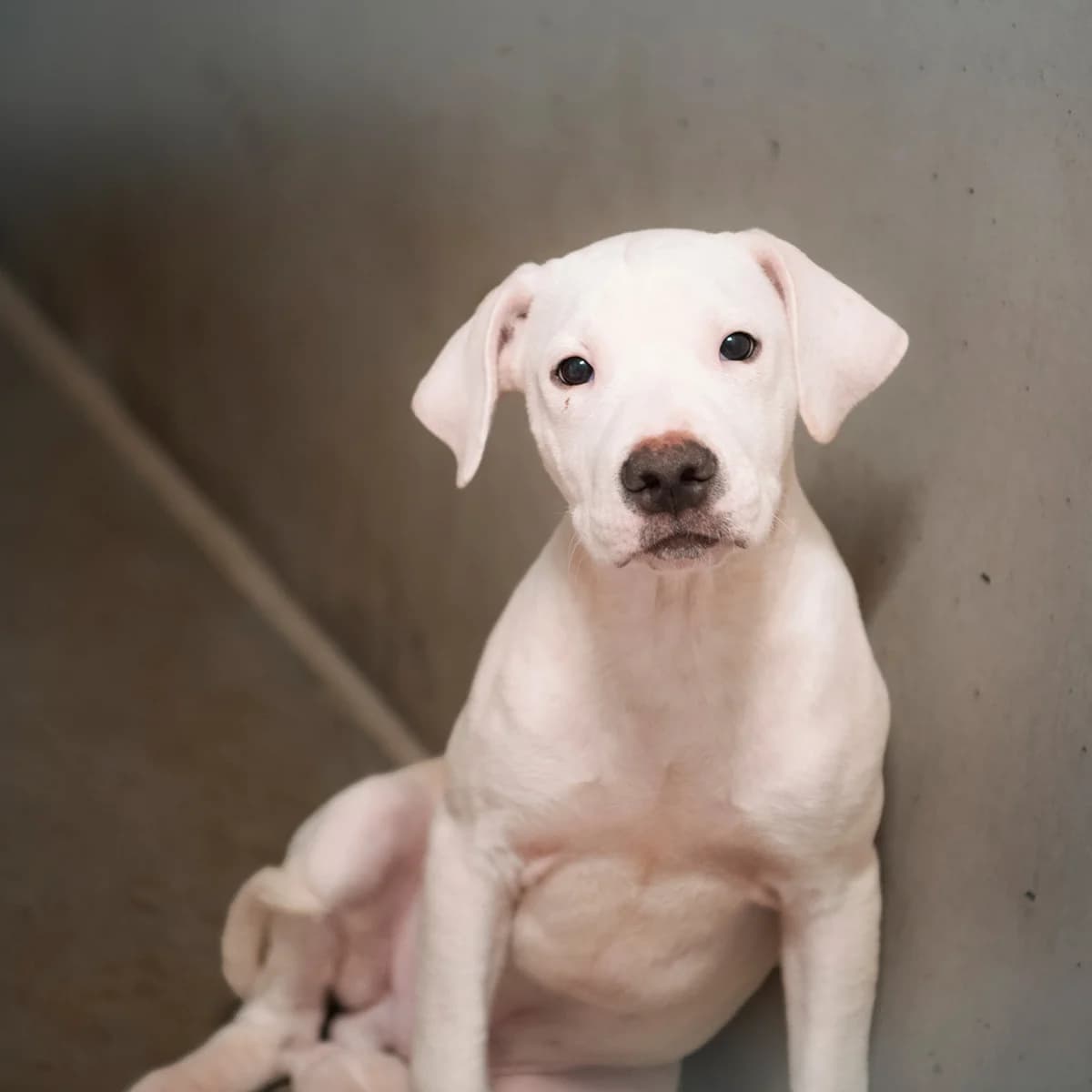 CASPER, male puppy Mixed Breed for adoption at SPA de Lyon et du Sud-Est