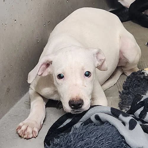 CASPER, male puppy Mixed Breed for adoption at SPA de Lyon et du Sud-Est
