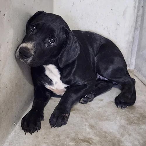 MINUIT, female puppy Mixed Breed for adoption at SPA de Lyon et du Sud-Est