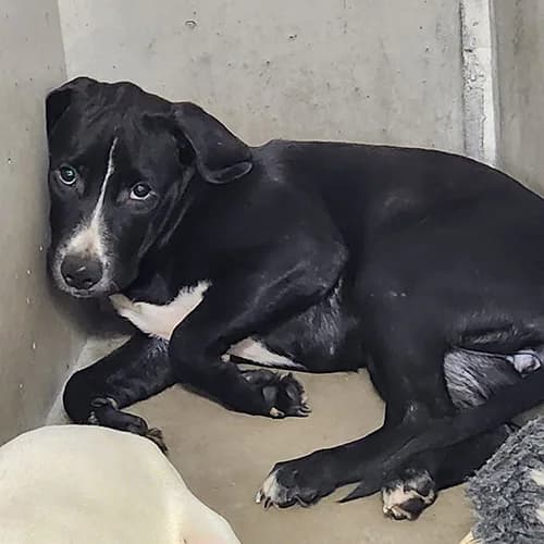 MERCREDI, female puppy Mixed Breed for adoption at SPA de Lyon et du Sud-Est