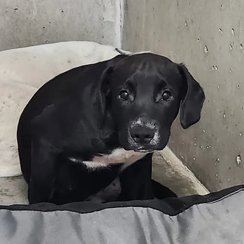 DRACULA, male puppy Mixed Breed for adoption at SPA de Lyon et du Sud-Est