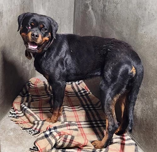 VALKYRIE, female young Rottweiler for adoption at SPA de Lyon et du Sud-Est