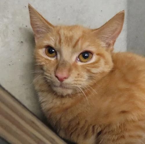 FEUILLE, male puppy mixed breed for adoption at SPA de Lyon et du Sud-Est