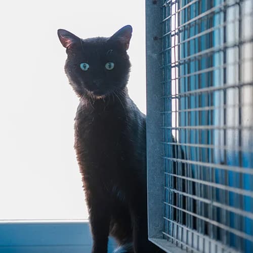 OTZI, male 7yo mixed breed for adoption at SPA de Lyon et du Sud-Est