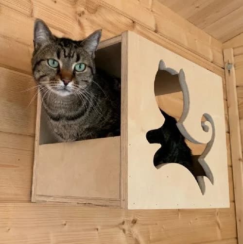 HUGO, male senior mixed breed for adoption at SPA de Lyon et du Sud-Est
