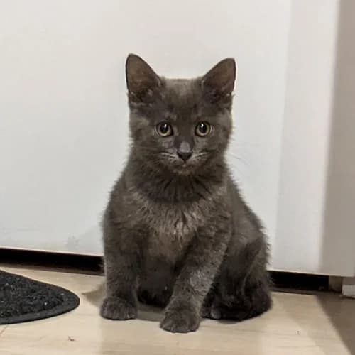 ICY, female puppy mixed breed for adoption at SPA de Lyon et du Sud-Est