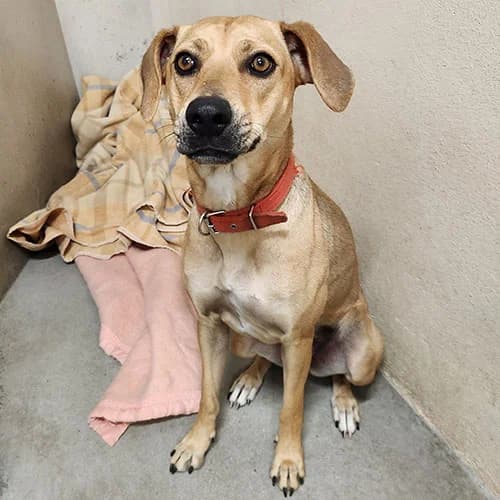 HIPPIE, female young mixed breed for adoption at SPA de Lyon et du Sud-Est