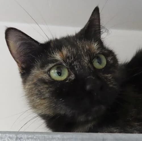 LISA, female 6yo mixed breed for adoption at SPA de Lyon et du Sud-Est