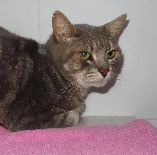 TICHA, male 4yo mixed breed for adoption at SPA de Lyon et du Sud-Est