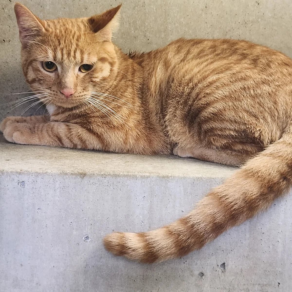 GARY, male 6yo mixed breed for adoption at SPA de Lyon et du Sud-Est