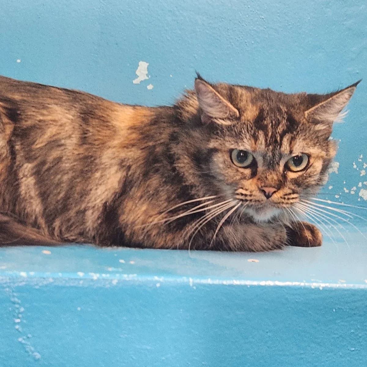 THISBE, female 7yo mixed breed for adoption at SPA de Lyon et du Sud-Est