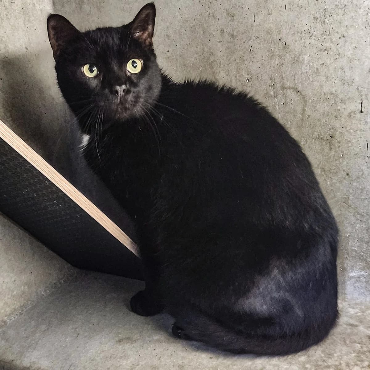 GIBB'S, male 7yo mixed breed for adoption at SPA de Lyon et du Sud-Est