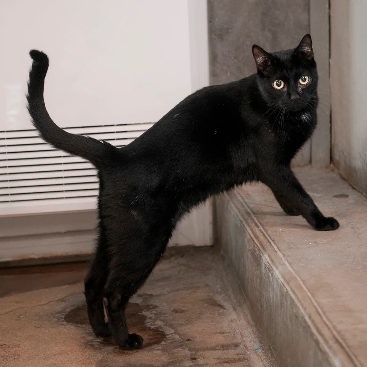 PRECIEUX EX LOKI, male young mixed breed for adoption at SPA de Lyon et du Sud-Est