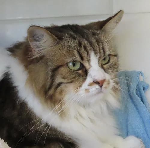 MOWGLIE, female 3yo mixed breed for adoption at SPA de Lyon et du Sud-Est