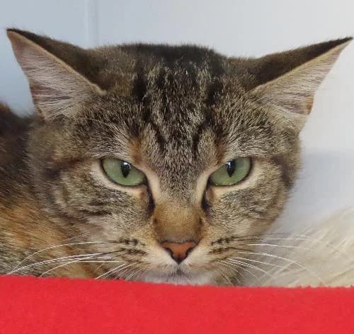 PERTUISANE, female young mixed breed for adoption at SPA de Lyon et du Sud-Est