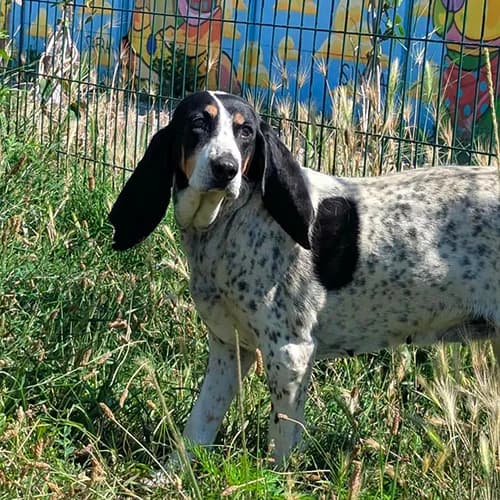 OPALE, female senior mixed breed for adoption at SPA de Lyon et du Sud-Est