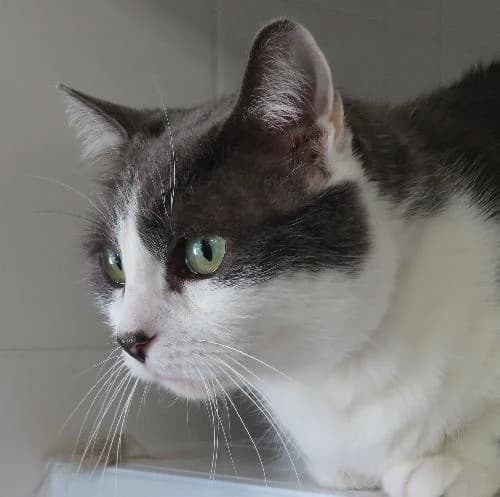 FRIPOUILLE, female senior mixed breed for adoption at SPA de Lyon et du Sud-Est