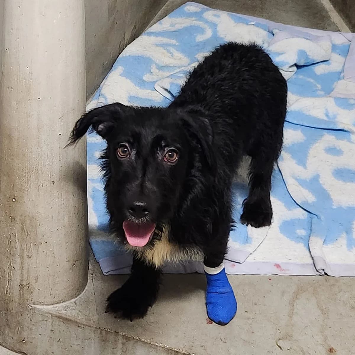 BOSS, male puppy mixed breed for adoption at SPA de Lyon et du Sud-Est