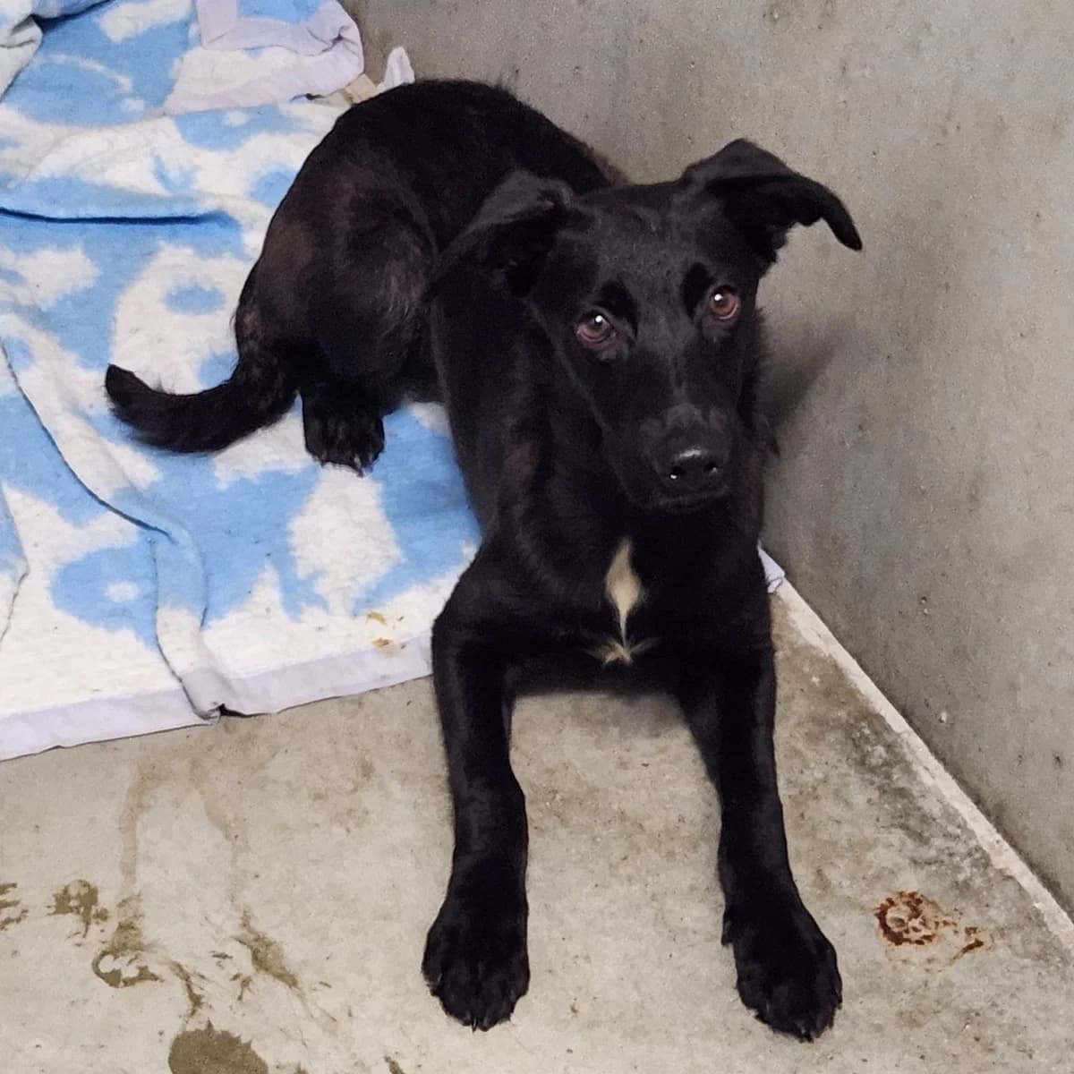 DINA, female puppy mixed breed for adoption at SPA de Lyon et du Sud-Est