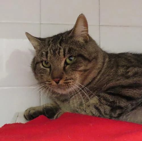 TIBURCE, male senior mixed breed for adoption at SPA de Lyon et du Sud-Est