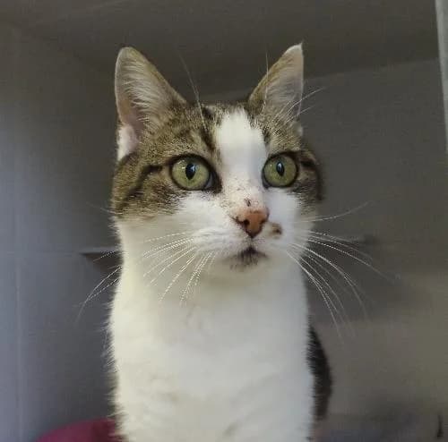 EGLANTINE, female senior mixed breed for adoption at SPA de Lyon et du Sud-Est