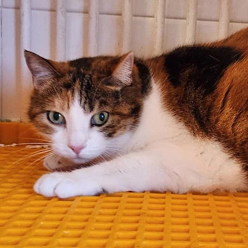 PRISCA, female senior mixed breed for adoption at SPA de Lyon et du Sud-Est